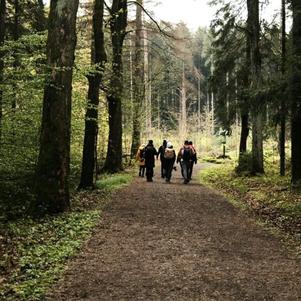 group walking on a forest path