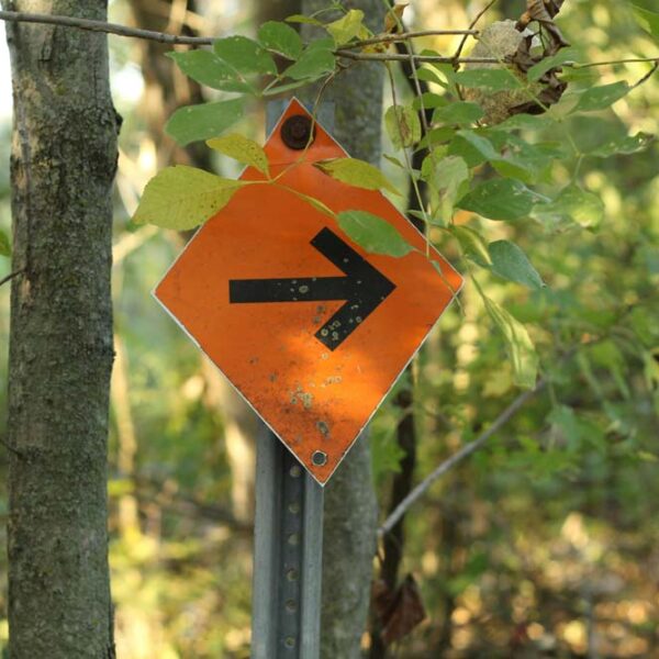 orange orienteering sign in the forest