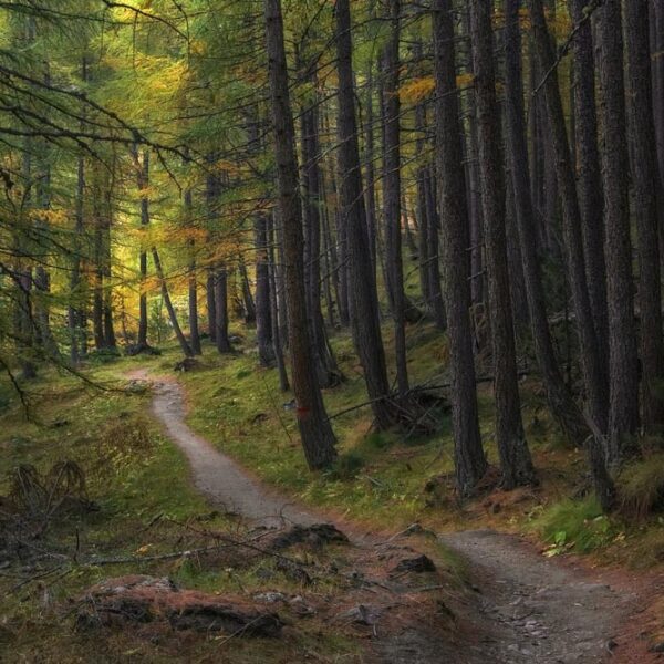 path leading into the forest