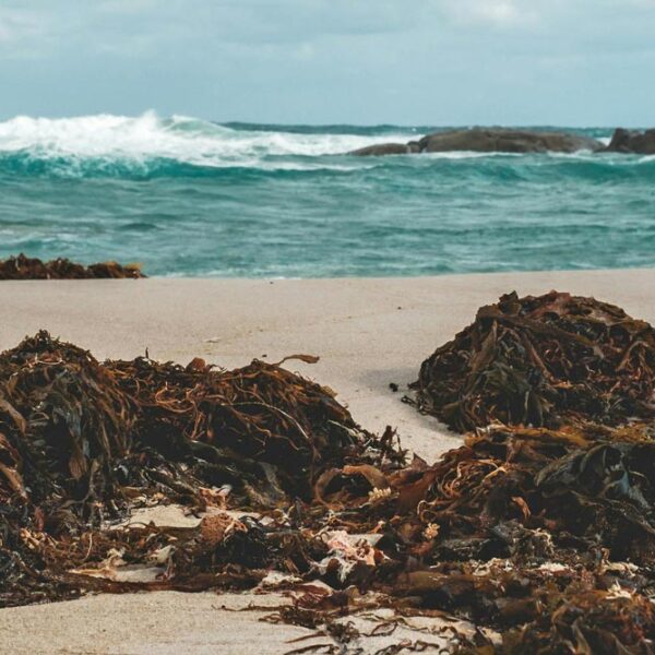 seaweeed on the beach with waves behind