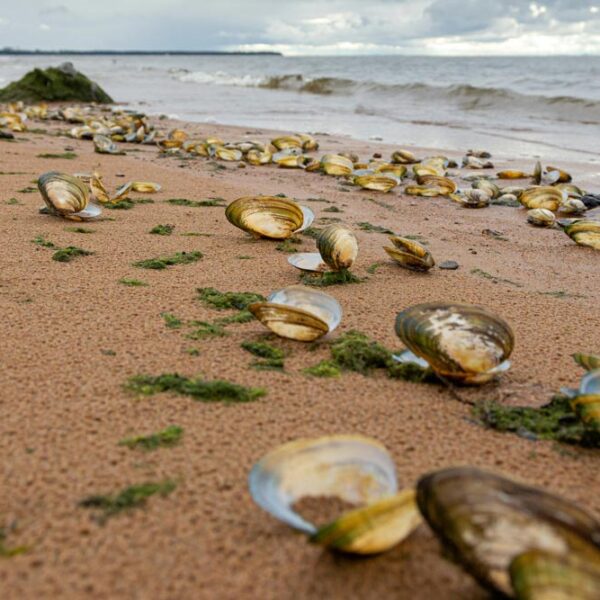 shells on the beach with waves in the background