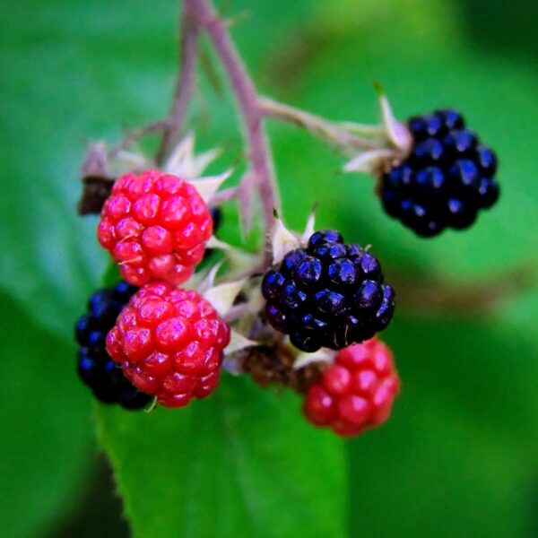 wild blackberries close-up